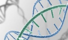 曾怀过染色体异常的胎儿能做香港无创DNA吗？